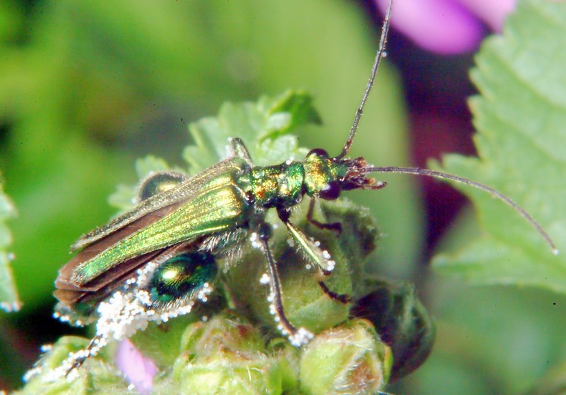 Farfalla nuova incontra coccinella